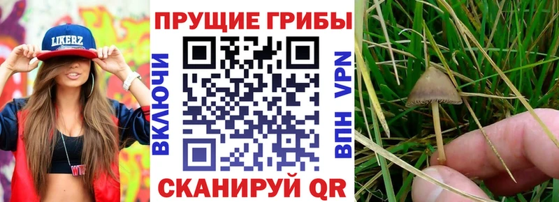 Галлюциногенные грибы Magic Shrooms где купить наркотик Княгинино